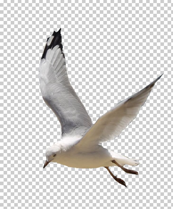 Gulls European Herring Gull PNG, Clipart, Beak, Bird, Charadriiformes, Download, Editing Free PNG Download