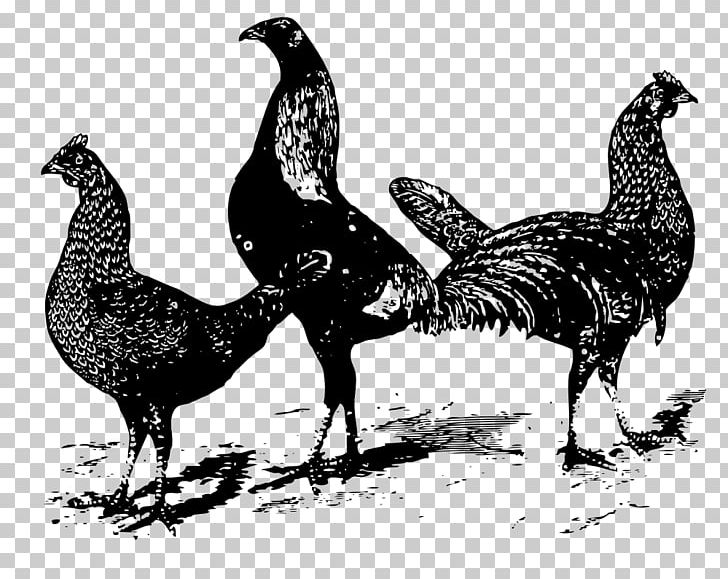 Plymouth Rock Chicken Chicken Curry Poultry PNG, Clipart, Beak, Bird, Black And White, Butcher, Chicken Free PNG Download
