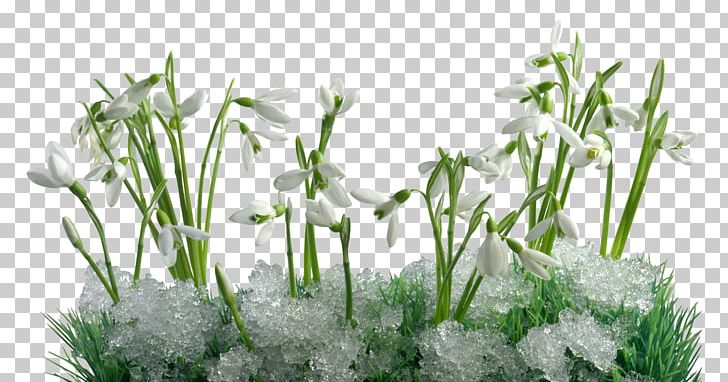 Snowdrop Desktop Первые подснежники Flower PNG, Clipart, Blossom, Desktop Metaphor, Desktop Wallpaper, Flower, Grass Free PNG Download