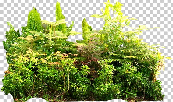 Tropical Rainforest Tropics Jungle Vegetation PNG, Clipart, Background Green, Download, Euclidean Vector, Evergreen, Garden Free PNG Download