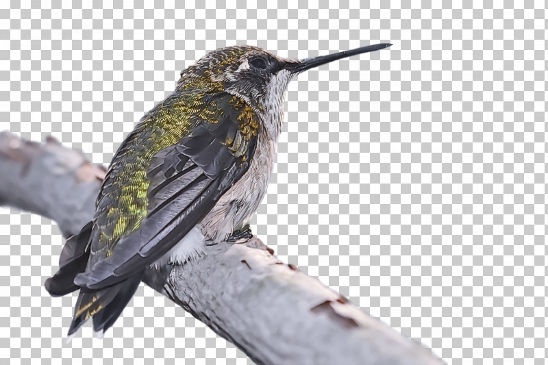 Bird PNG, Clipart, Beak, Bird, Hummingbird, Jacamar, Rufous Hummingbird Free PNG Download