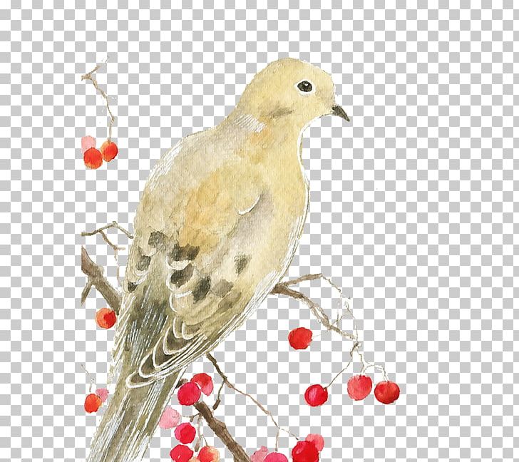 Columbidae Domestic Pigeon Squab Computer File PNG, Clipart, Animal, Animals, Background White, Beak, Bird Free PNG Download