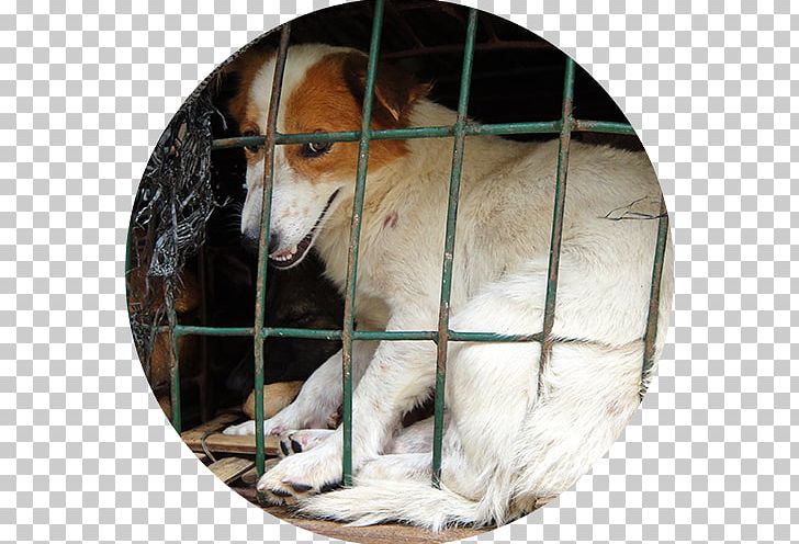 Dog Breed Cruelty To Animals Animal Shelter PNG, Clipart, Abuse, Animal, Animals, Animal Shelter, Breed Free PNG Download