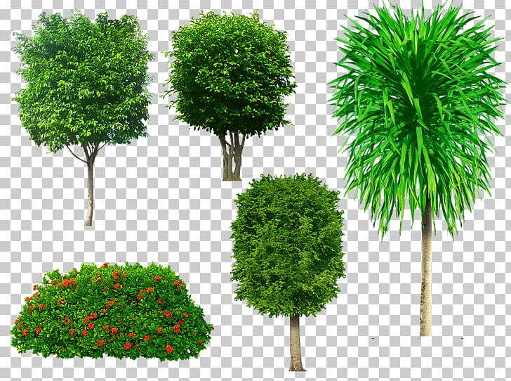 Tree Portable Network Graphics Adobe Photoshop Psd PNG, Clipart, Computer Icons, Evergreen, Flowerpot, Grass, Houseplant Free PNG Download