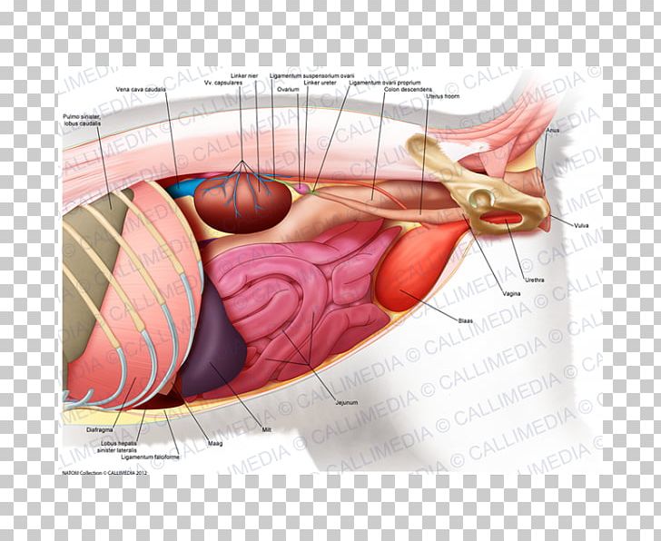 Abdomen Muscle Human Anatomy Human Body PNG, Clipart, Abdomen, Abdomen Anatomy, Abdominal Aorta, Abdominal Hernia, Anatomy Free PNG Download