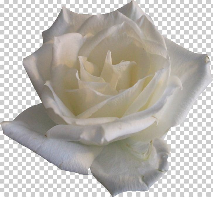 Rose Flower PNG, Clipart, Color, Cut Flowers, Desktop Wallpaper, Deviantart, Document Free PNG Download