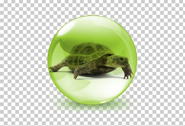 Turtle Russian Tortoise Hermann's Tortoise Reptile Pet PNG, Clipart, African Spurred Tortoise, Animals, Box Turtle, Desert Tortoise, Emydidae Free PNG Download
