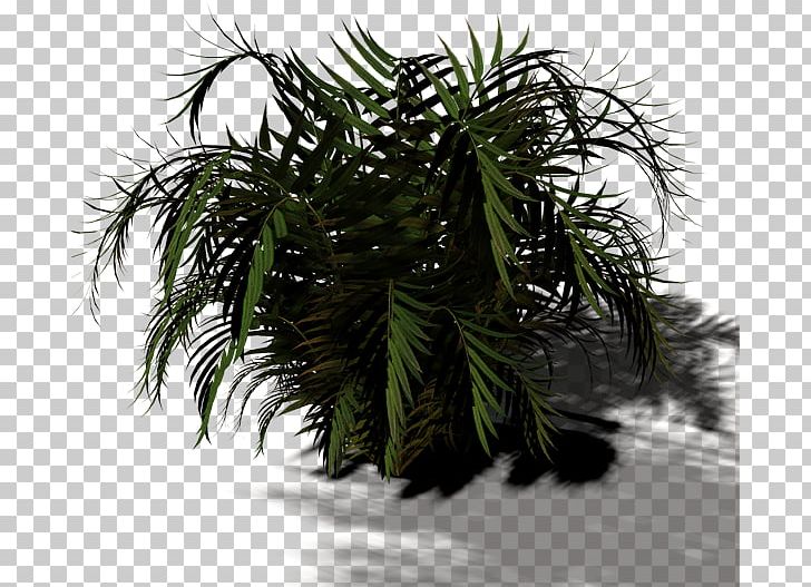Arecaceae Tree Plant Shrub Asian Palmyra Palm PNG, Clipart, 1687, 1688, Arecaceae, Arecales, Asian Palmyra Palm Free PNG Download