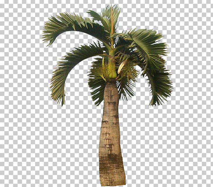Asian Palmyra Palm Attalea Speciosa Hyophorbe Lagenicaulis Tree Oil Palms PNG, Clipart, Arecaceae, Arecales, Areca Nut, Areca Palm, Asian Palmyra Palm Free PNG Download