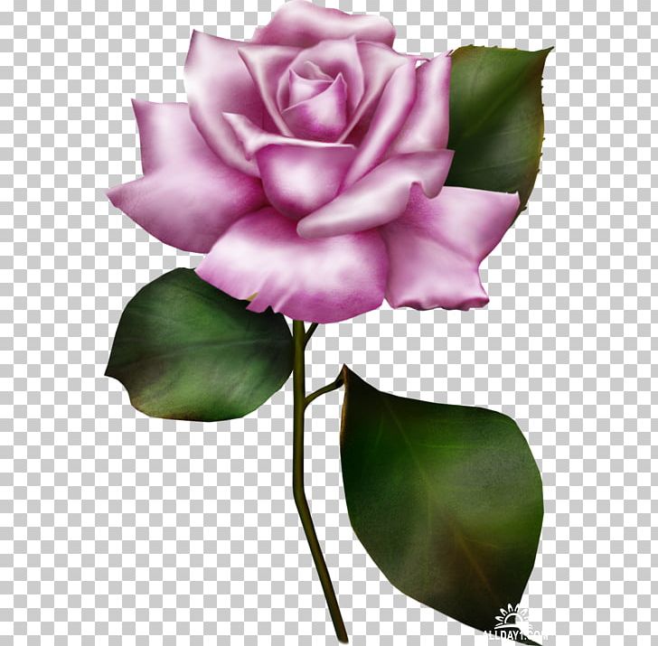 Flower Rose PNG, Clipart, Blue Rose, Bud, Cut Flowers, Dress, Encapsulated Postscript Free PNG Download