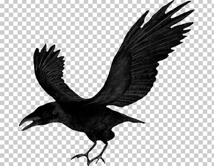 Others Fauna Wildlife PNG, Clipart, American Crow, Animation, Beak, Bird, Bird Of Prey Free PNG Download