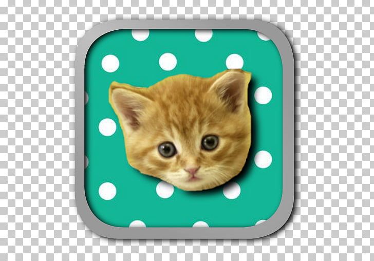 Kitten Toyger Persian Cat Exotic Shorthair Burmese Cat PNG, Clipart, Animal, Animals, Apk, App, Brandon Free PNG Download