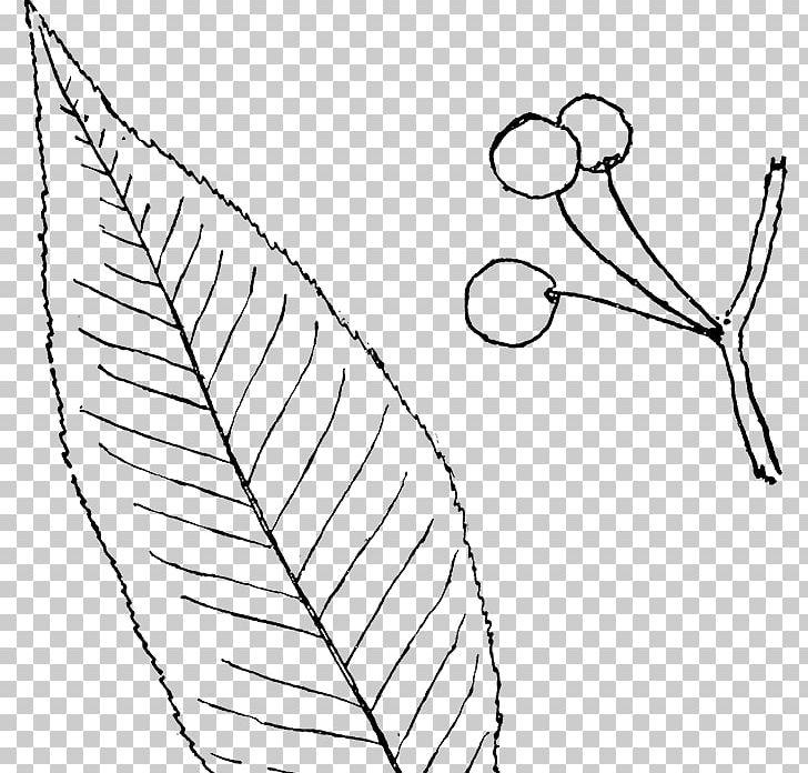 Line Art Drawing Leaf PNG, Clipart, Angle, Area, Art, Beak, Black Free PNG Download