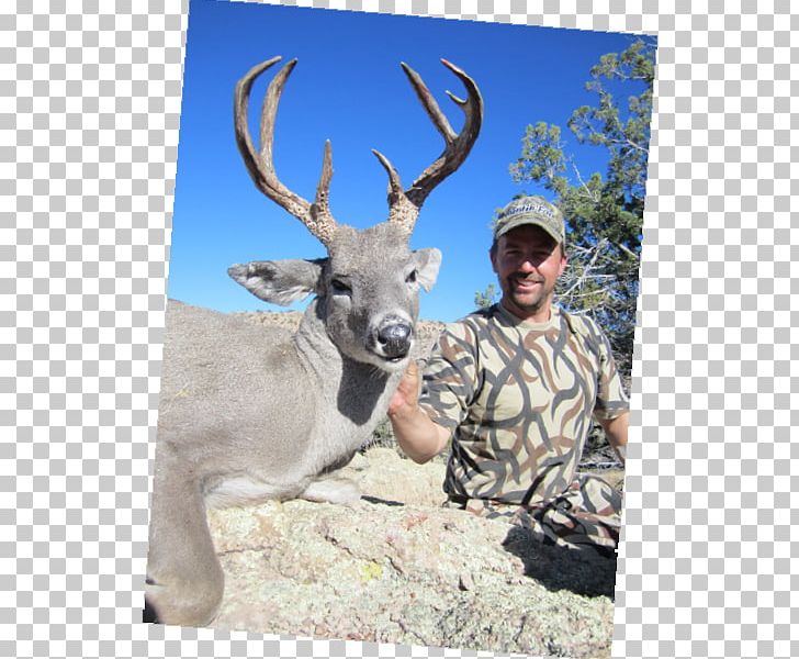 Reindeer White-tailed Deer Elk Deer Hunting PNG, Clipart, Antler, Deer, Deer Hunter, Deer Hunting, Elk Free PNG Download