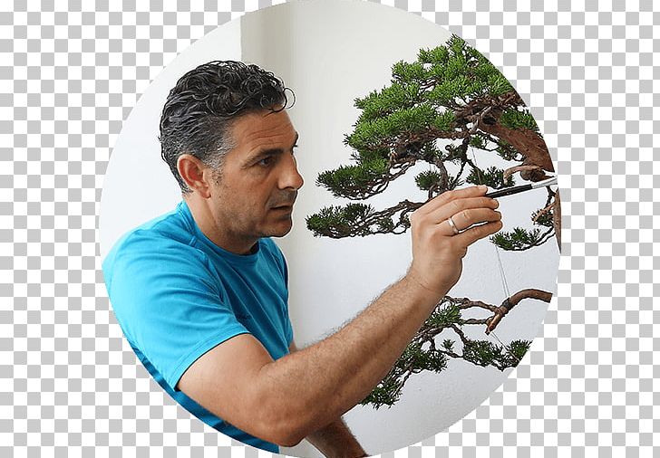 Tree Mistral Bonsai Houseplant El Salvador PNG, Clipart, 2017, Arm, Bonsai, El Salvador, Houseplant Free PNG Download