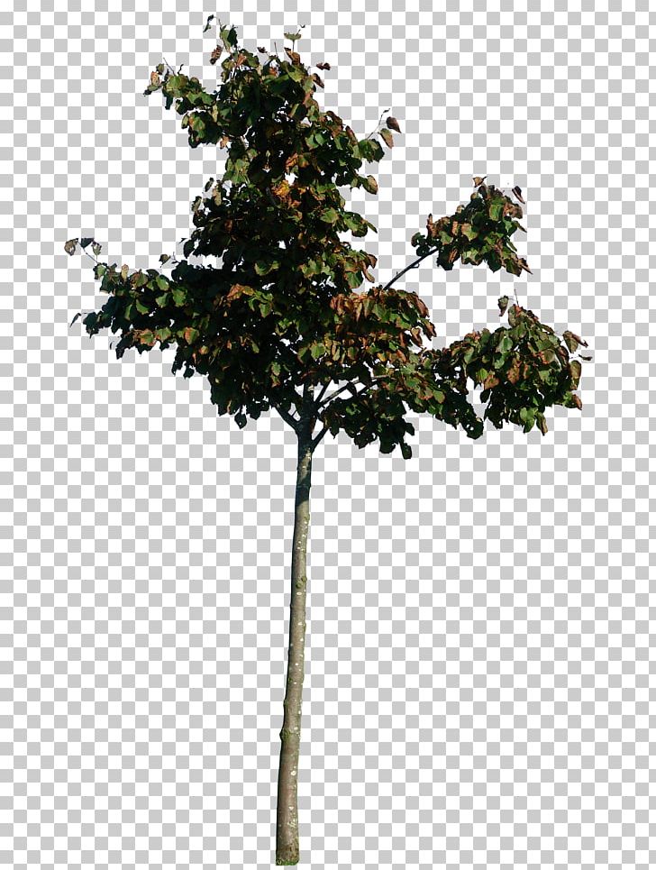 Twig Tree PNG, Clipart, Alicia Witt, Art, Branch, Computer Icons, Evergreen Free PNG Download