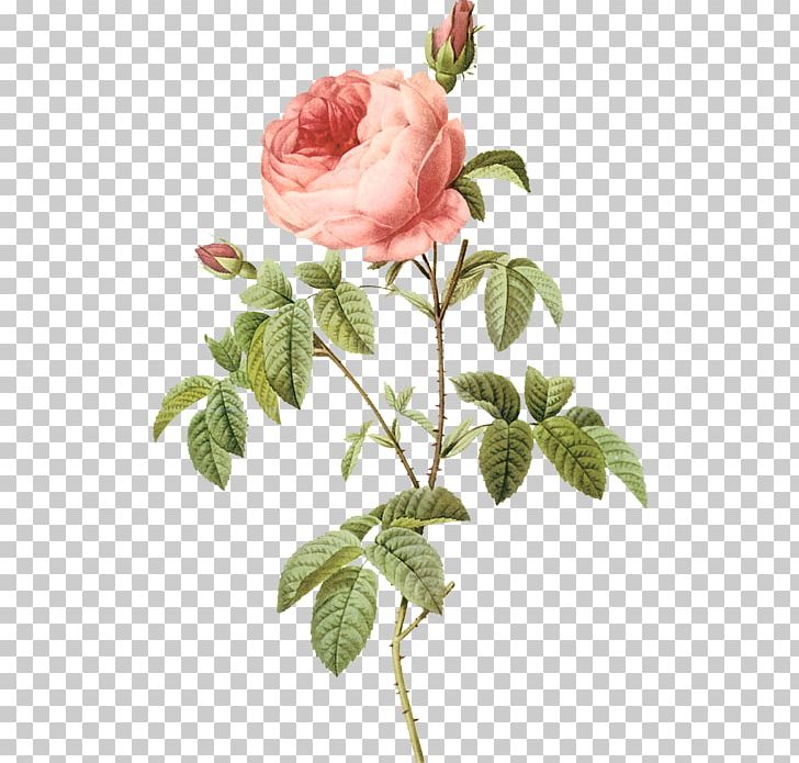 Cabbage Rose Flower Garden Roses Botany Floral Design PNG, Clipart, Antique, Botanical Illustration, Branch, Cabbage, Cut Flowers Free PNG Download