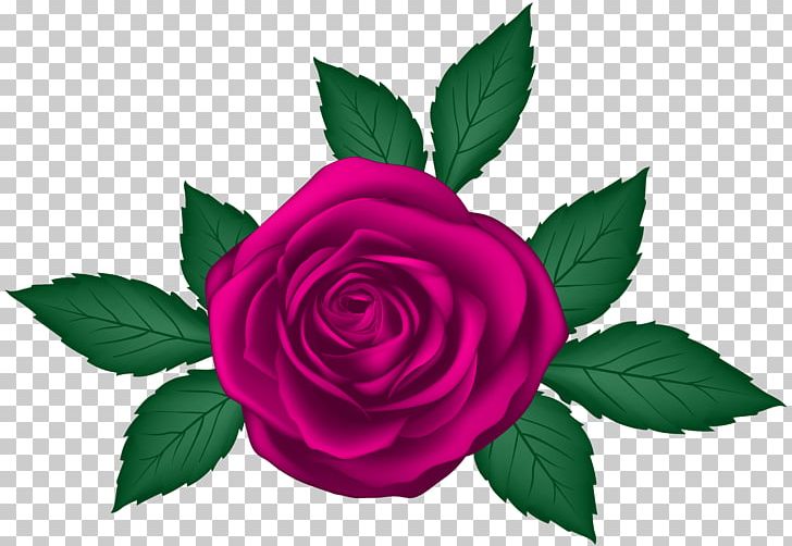 Garden Roses Centifolia Roses PNG, Clipart, Art, Blue Rose, Centifolia Roses, Clip, Clipart Free PNG Download