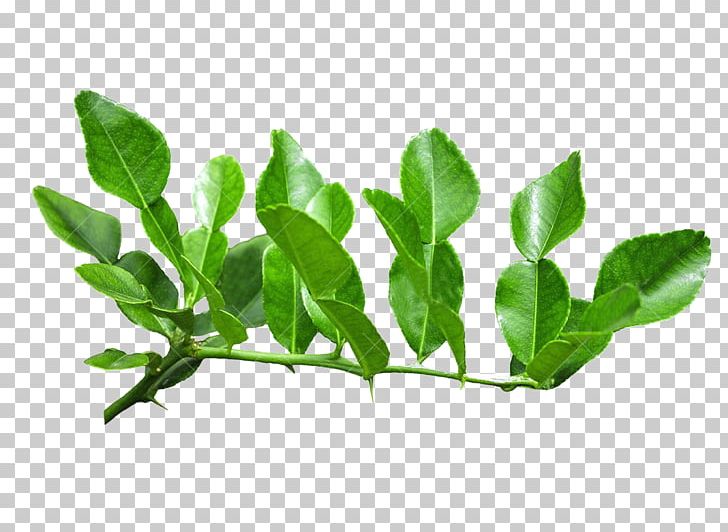 Lemon Bergamot Orange Leaf Kaffir Lime PNG, Clipart, Banana Leaves, Branch, Citrus, Encapsulated Postscript, Fall Leaves Free PNG Download