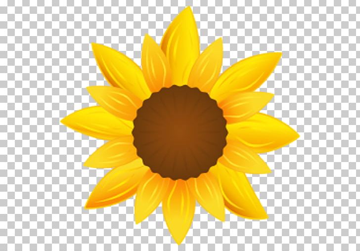 Common Sunflower Computer Icons PNG, Clipart, Common Sunflower, Computer Icons, Daisy Family, Desktop Wallpaper, Download Free PNG Download