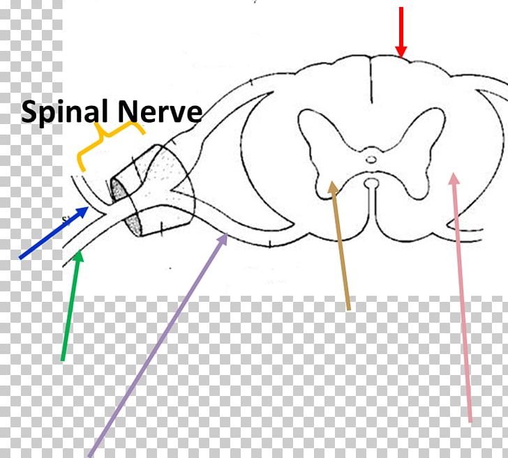 Ventral Root Of Spinal Nerve Anatomy Dorsal Root Ganglion Spinal Cord PNG, Clipart, Anatomy, Angle, Area, Arm, Cartoon Free PNG Download