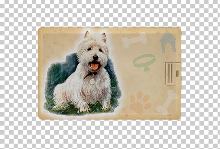 West Highland White Terrier Cairn Terrier Glen Norwich Terrier Schnoodle PNG, Clipart, Animals, Breed, Cairn Terrier, Carnivoran, Dog Free PNG Download