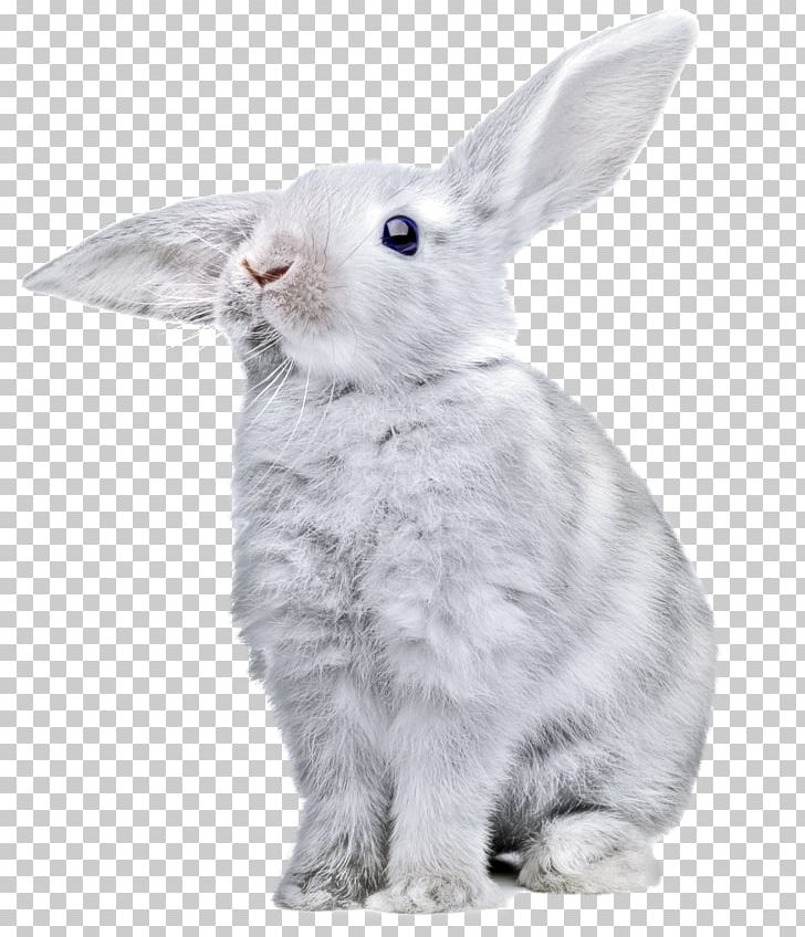 White Rabbit PNG, Clipart, Animals, Black Rabbit, Computer Icons, Domestic Rabbit, Fur Free PNG Download