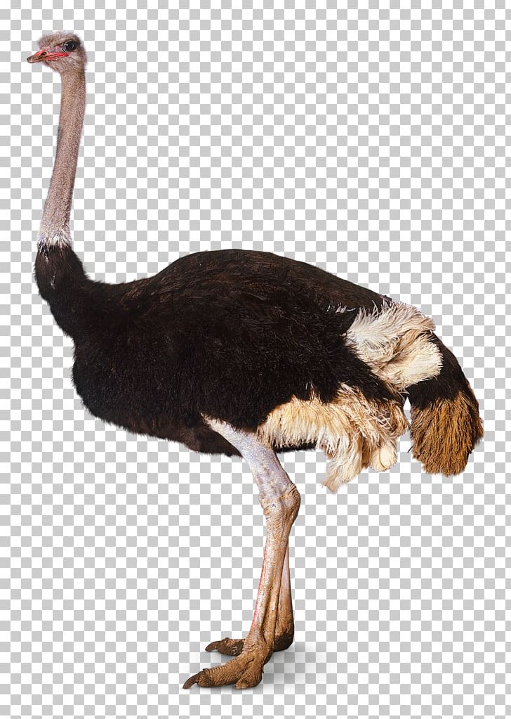 Bird Southern Ostrich Somali Ostrich PNG, Clipart, Animals, Beak, Bird, Common Ostrich, Desktop Wallpaper Free PNG Download