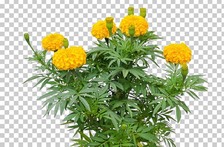 Mexican Marigold Tagetes Lucida Mexican Sunflower PNG, Clipart, Annual Plant, Bud, Chrysanthemum, Daisy Family, Flower Free PNG Download