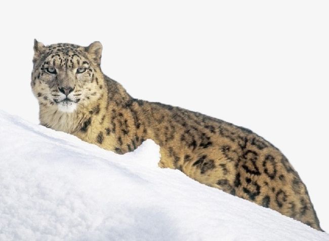 Snow Leopard On The Snow PNG, Clipart, Alpine, Alpine Animals, Animals, Carnivores, Cats Free PNG Download