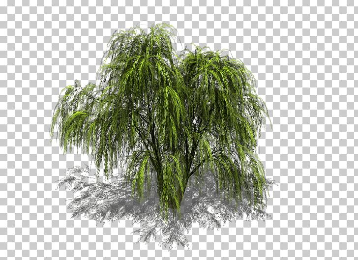 Tree Weeping Willow Sprite Isometric Graphics In Video Games And Pixel Art PNG, Clipart, Birch, Branch, Evergreen, Game, Grass Free PNG Download