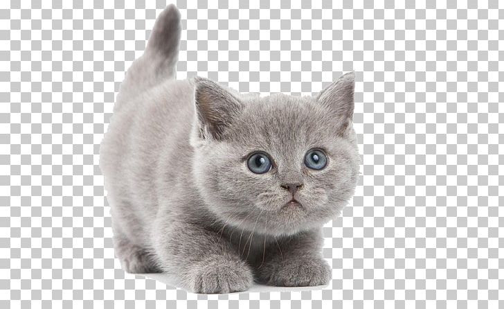 British Shorthair Abyssinian Kitten PNG, Clipart, Animals, Asian, Black Cat, Carnivoran, Cat Like Mammal Free PNG Download