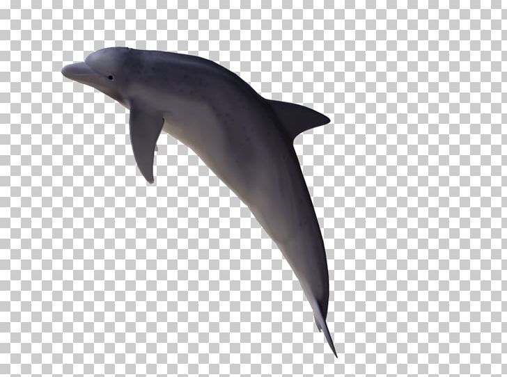 Common Bottlenose Dolphin Wholphin Tucuxi PhotoScape PNG, Clipart, Animaatio, Animal, Bottlenose Dolphin, Calle San Marcos, Common Bottlenose Dolphin Free PNG Download