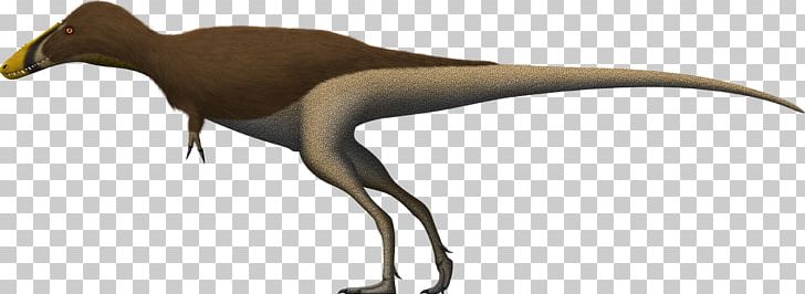 Alioramus Qianzhousaurus Tyrannosaurus Velociraptor Tarbosaurus PNG, Clipart, Alioramus, Animal, Animal Figure, Beak, Broken Lizard Free PNG Download
