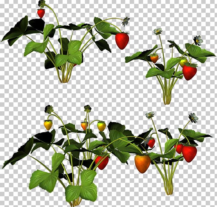 Food Musk Strawberry PNG, Clipart, Bell Peppers And Chili Peppers, Birds Eye Chili, Branch, Chili Pepper, Flower Free PNG Download