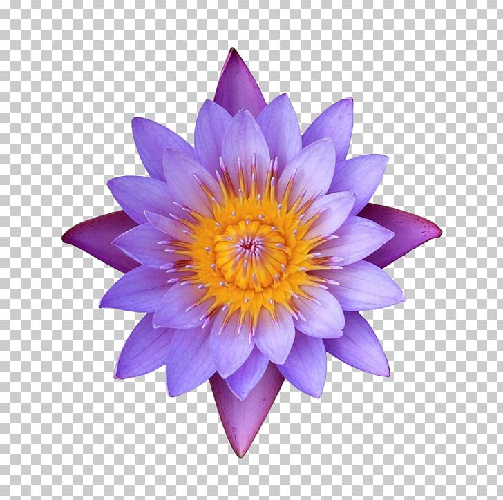 Stock Photography Nelumbo Nucifera Petal Water Lily Flower PNG, Clipart, Aster, Bloom, Closeup, Daisy Family, Download Free PNG Download