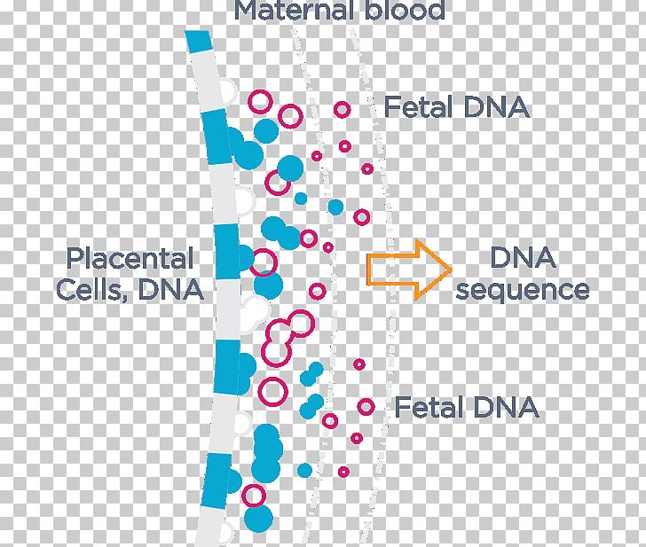 Cell-free Fetal DNA Non-Invasive Prenatal Testing Genetic Testing PNG, Clipart, Area, Blood Plasma, Brand, Cellfree Fetal Dna, Diagram Free PNG Download