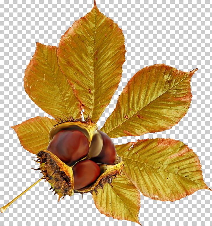 Chestnut Leaf Autumn PNG, Clipart, 2014 Nissan Leaf, Auglis, Autumn, Branch, Brown Free PNG Download