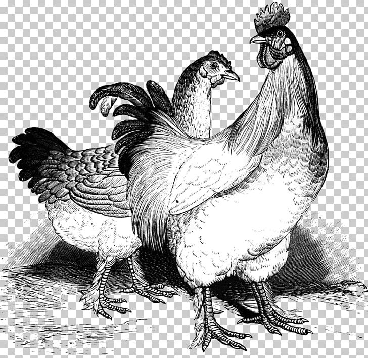 Cochin Chicken Silkie Plymouth Rock Chicken Marans Wyandotte Chicken PNG, Clipart, Animals, Beak, Bird, Black And White, Chicken Free PNG Download