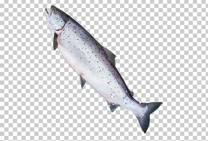 Coho Salmon Trout Portable Network Graphics Website Fish PNG, Clipart, Atlantic Cod, Atlantic Salmon, Bonito, Bony Fish, Coho Free PNG Download