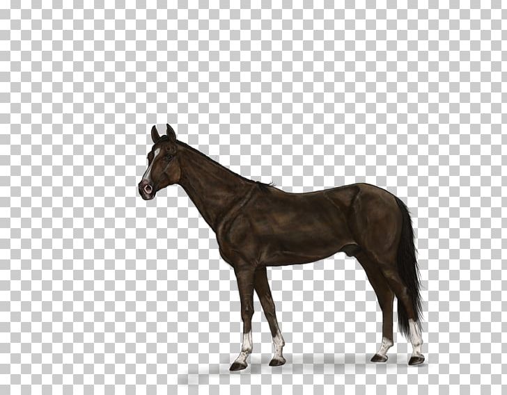 Puppy German Shorthaired Pointer Horse Dog Breed PNG, Clipart, Animals, Breed, Bridle, Colt, Digital Painting Free PNG Download