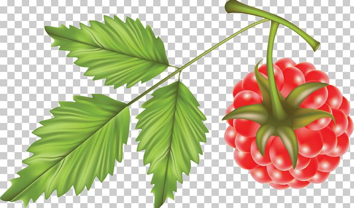 Red Raspberry PNG, Clipart, Download, Encapsulated Postscript, Food, Fruit, Fruit Nut Free PNG Download