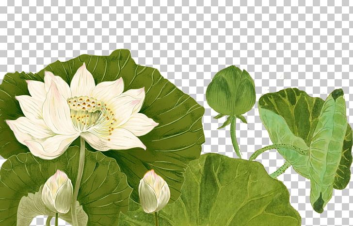 Nelumbo Nucifera Ink PNG, Clipart, Annual Plant, Autumn Leaf, Flower, Green Leaf, Ink Free PNG Download