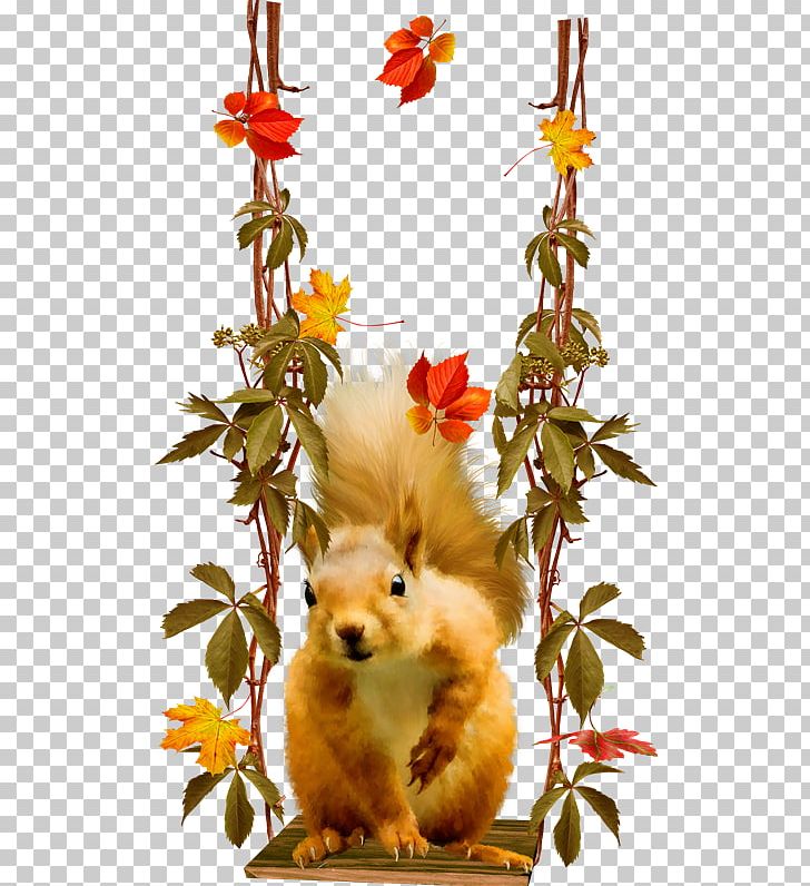 Raccoon Tree Squirrel American Red Squirrel Rodent PNG, Clipart, American Red Squirrel, Animal, Eastern Gray Squirrel, Floral Design, Flower Free PNG Download