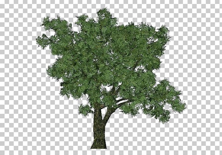 Salix Fragilis Tree Dioecy Deciduous Forest PNG, Clipart, Branch, Deciduous, Deciduous Forest, Dioecy, Forest Free PNG Download