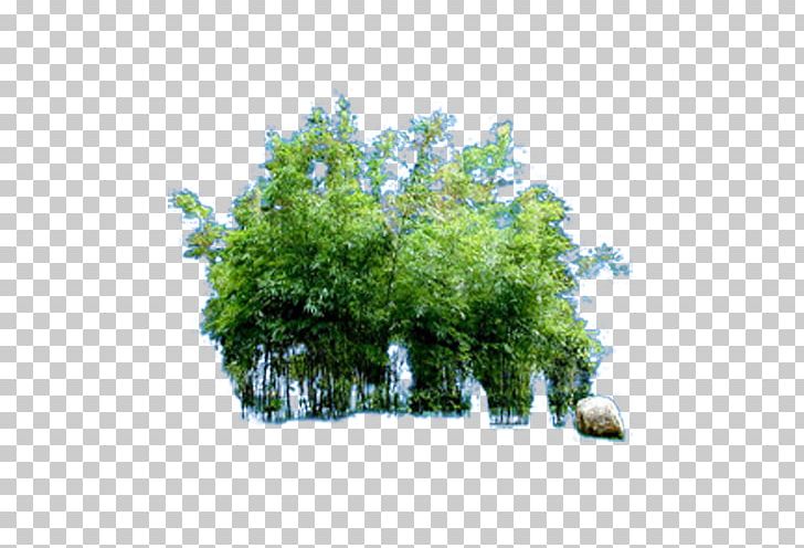 Shrub Green PNG, Clipart, Attractions, Bamboo, Branch, Computer Software, Ecosystem Free PNG Download