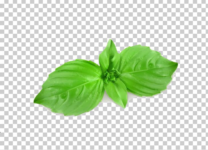 Basil Mint Illustration PNG, Clipart, Cartoon Character, Cartoon Couple, Cartoon Eyes, Cartoon Green Leaves, Cartoon Leaves Free PNG Download