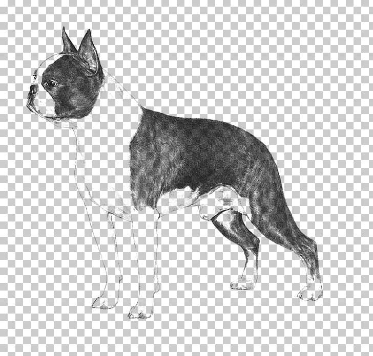 Boston Terrier Beagle Bulldog Standard Schnauzer Puppy PNG, Clipart, Animals, Beagle, Black And White, Bulldog, Bull Terrier Free PNG Download