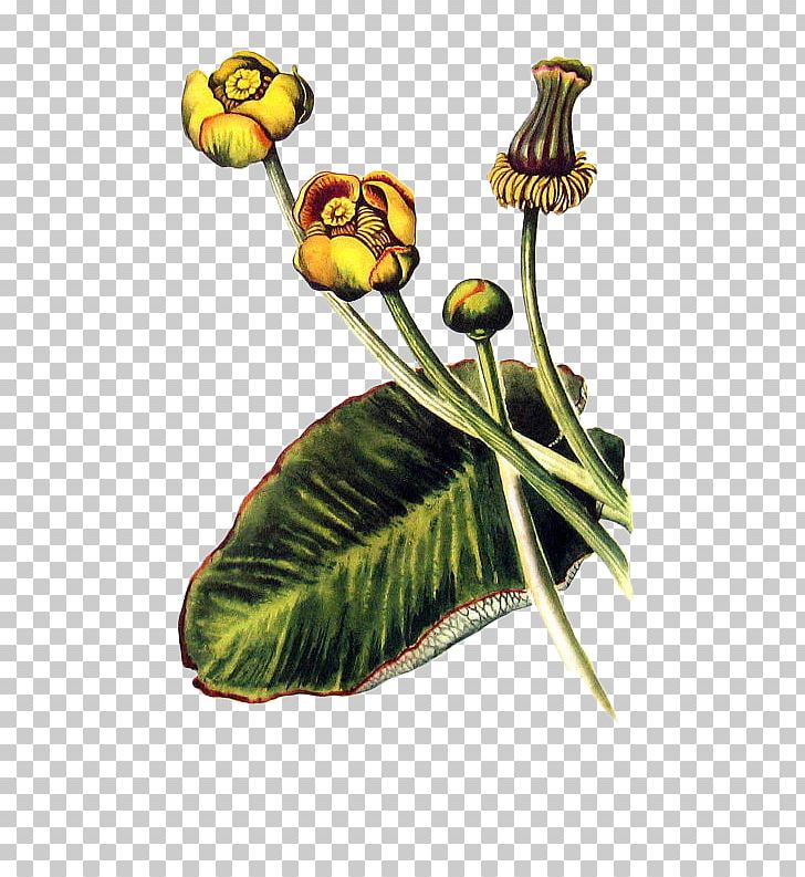 Botanical Prints Botany Botanical Illustration Illustration PNG, Clipart, Big, Big Leaf, Botanical Prints, Drawing, Encapsulated Postscript Free PNG Download