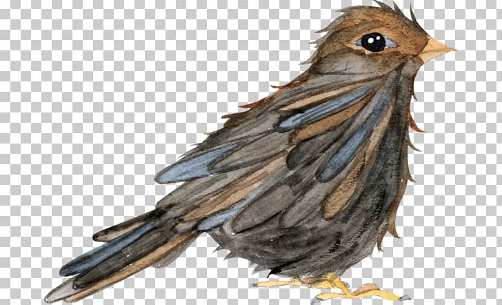 Beak Finch Feather PNG, Clipart, Animals, Beak, Bird, Fauna, Feather Free PNG Download